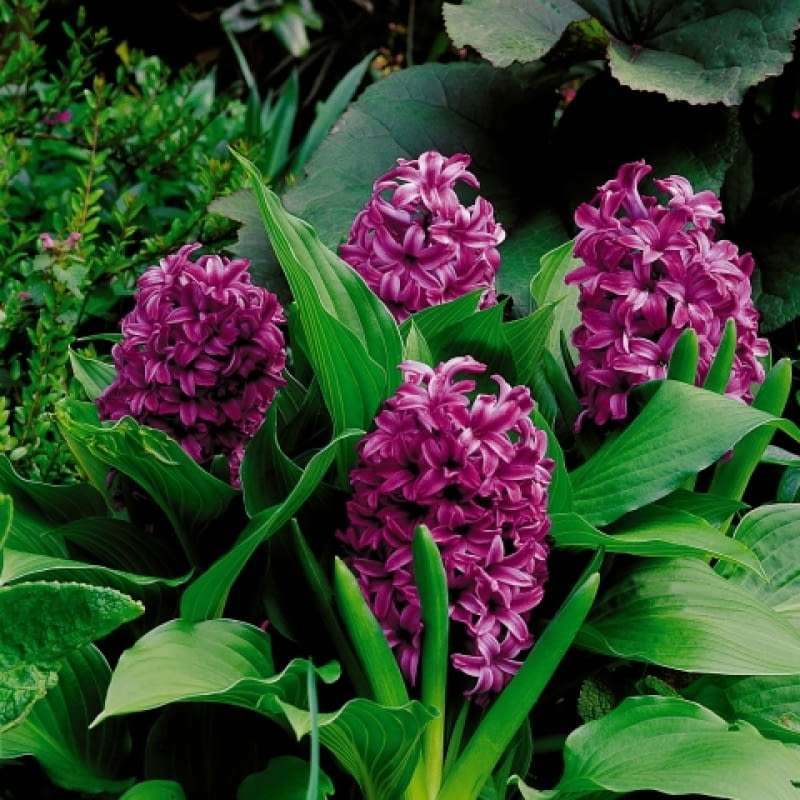 Violetta hyacinter Pussel online