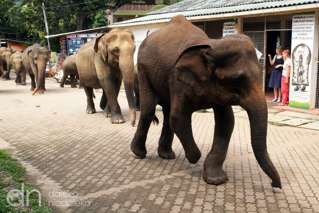 Индийски слонове онлайн пъзел