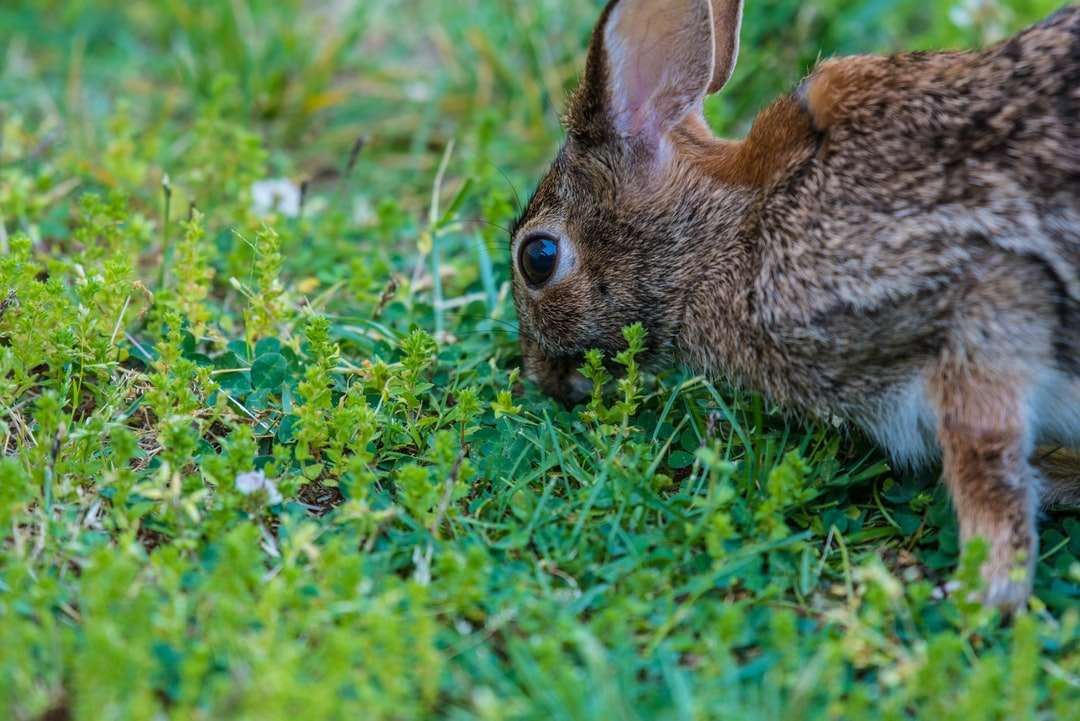 коричневый кролик ест зеленую траву днем онлайн-пазл