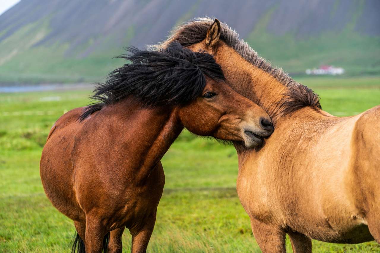 Исландские лошади в поле онлайн-пазл