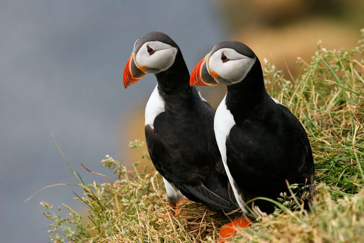 Två lunnefåglar på gräset, Island pussel på nätet