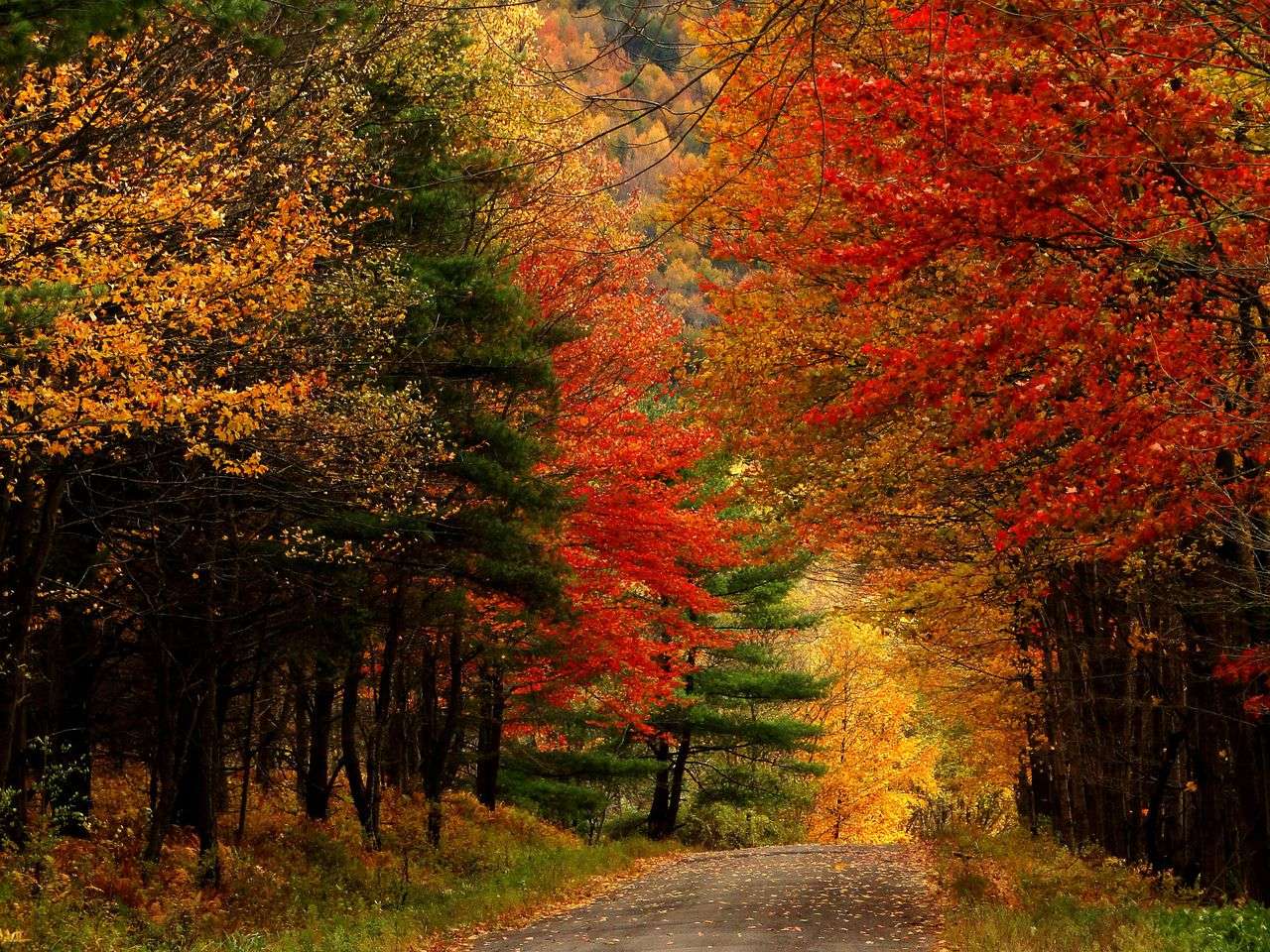 autunno nel bosco puzzle online