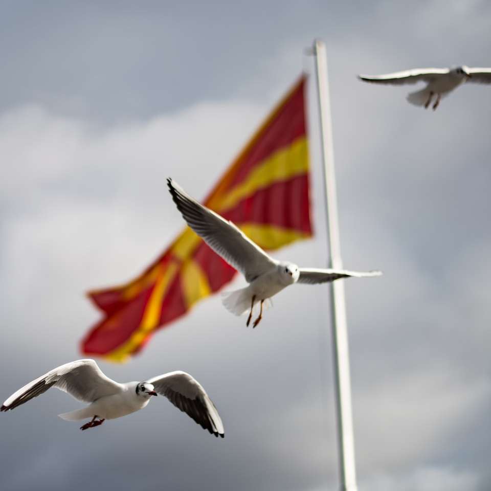 λευκό πουλί που πετά πάνω από τη σημαία των Ηνωμένων Πολιτειών της Αμερικής online παζλ