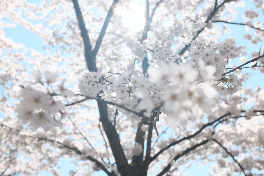 vita körsbärsblomningsträd under klarblå himmel pussel på nätet