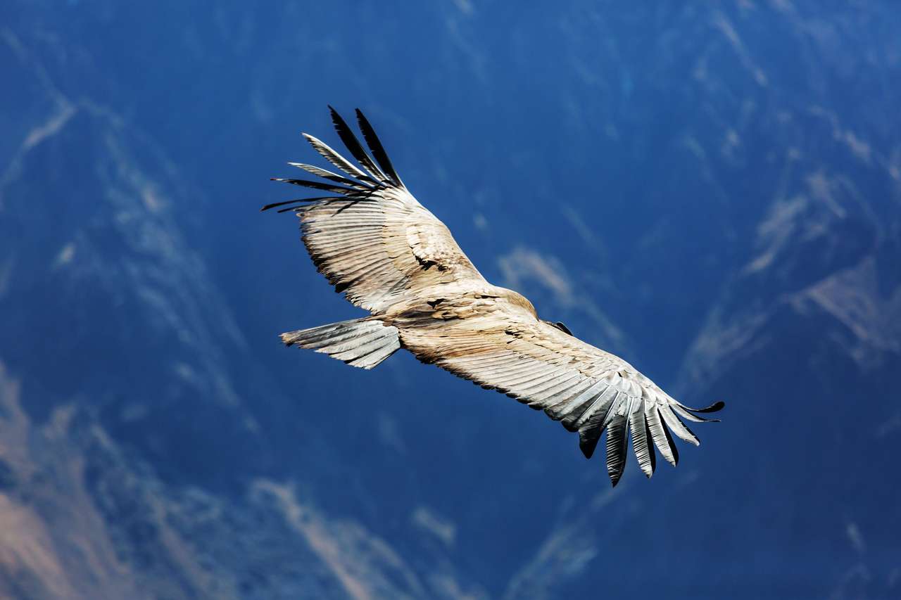 Flygande kondor i Colca -kanjonen, Peru pussel på nätet