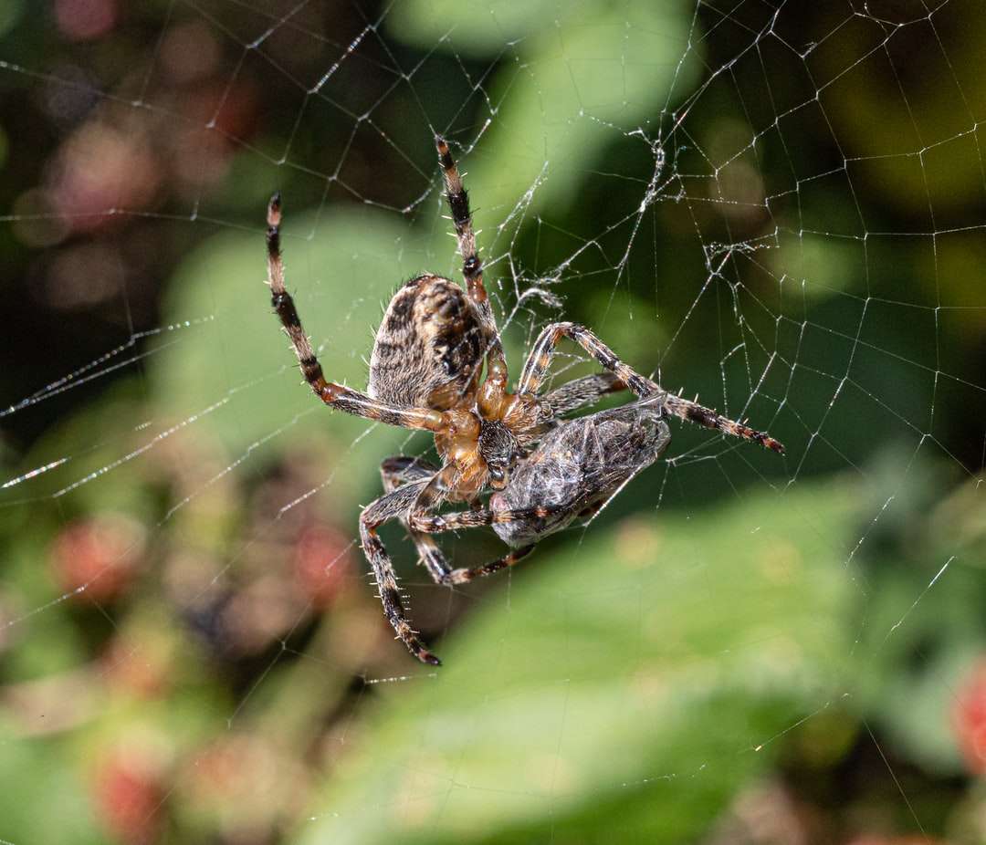 bruine en zwarte spin op het web in close-upfotografie online puzzel