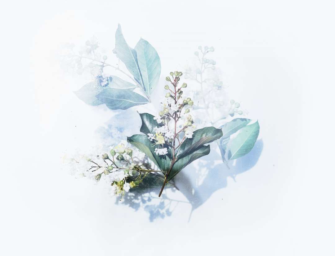 Біла квітуча рослина ілюстрація онлайн пазл