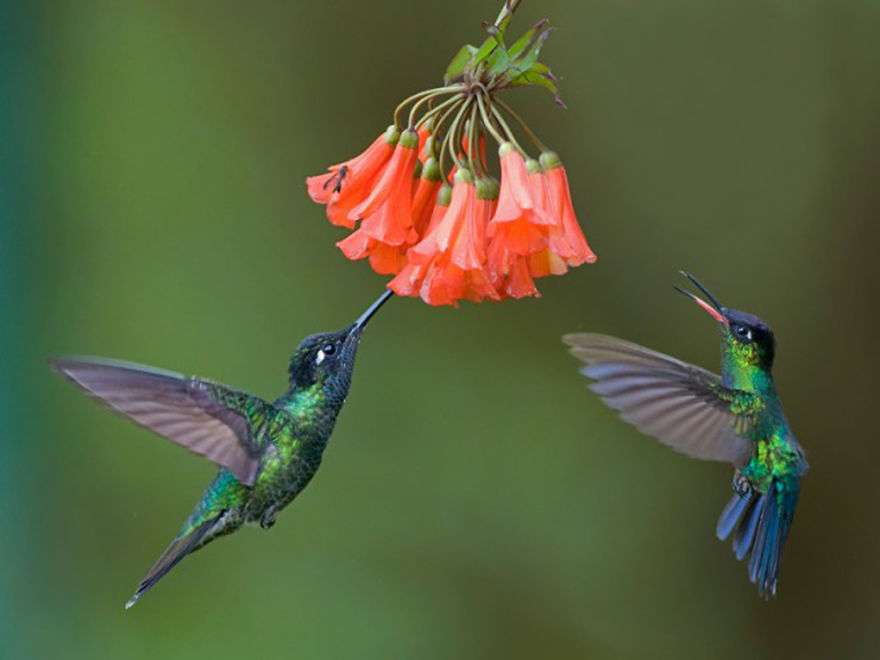 Två kolibrier Pussel online