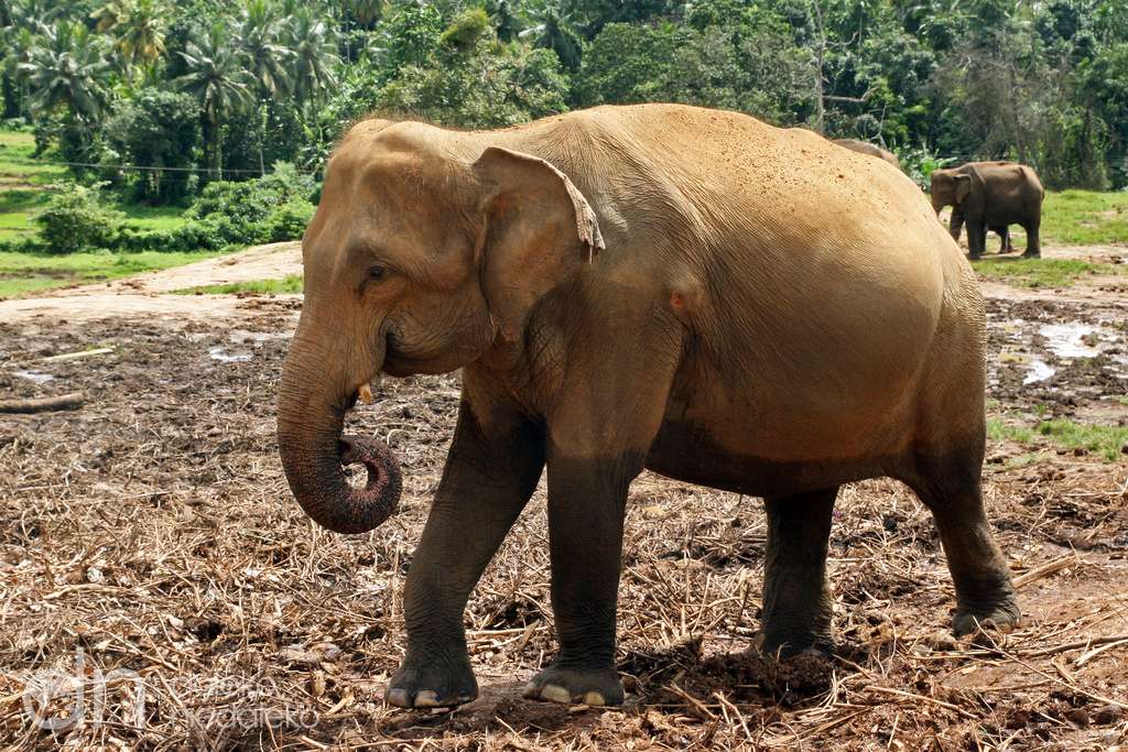 elefante indiano puzzle online
