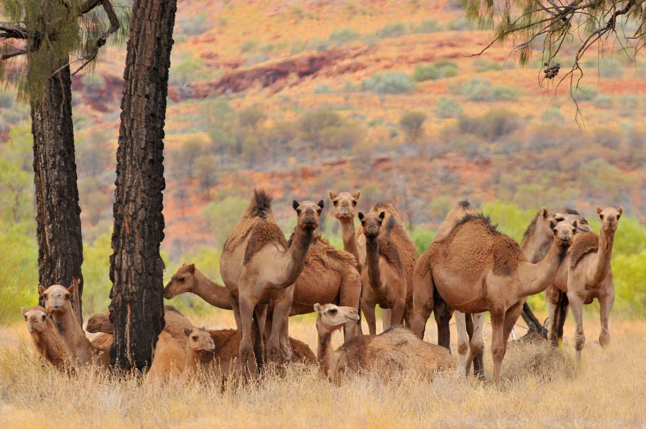 Австралійські дикі верблюди пазл онлайн