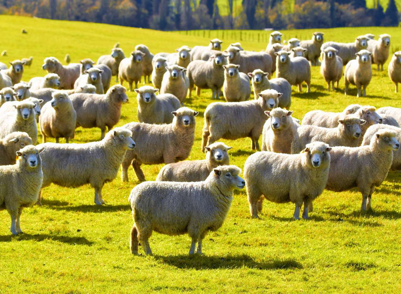 Ett foto av en flock får i Nya Zeeland Pussel online