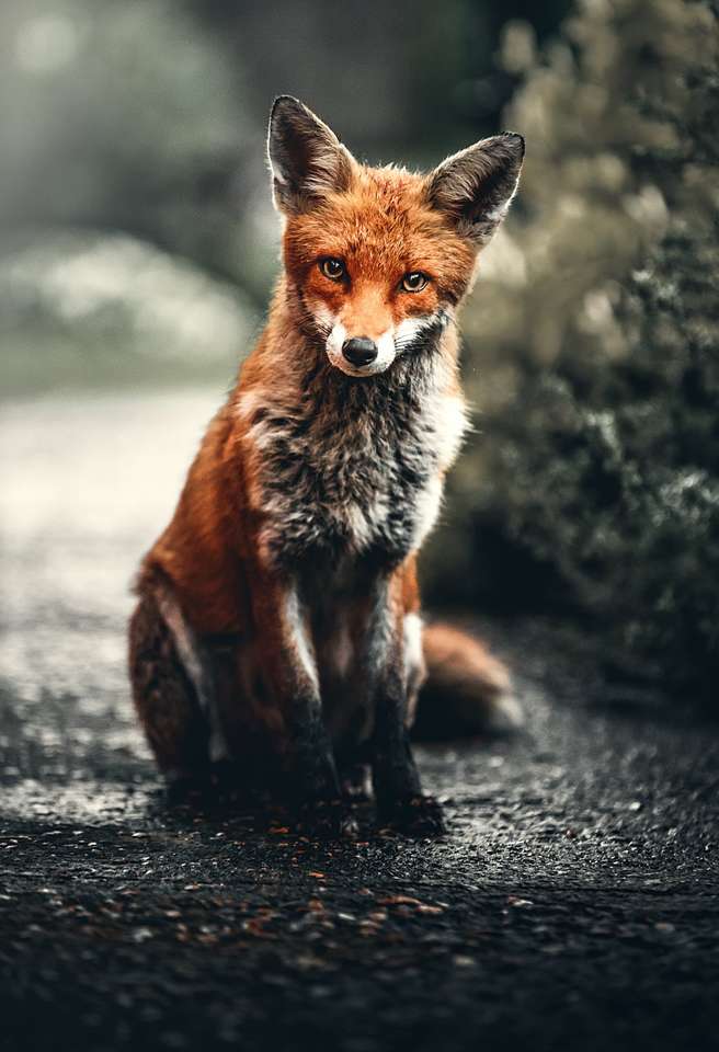 Червена лисица на пътя онлайн пъзел
