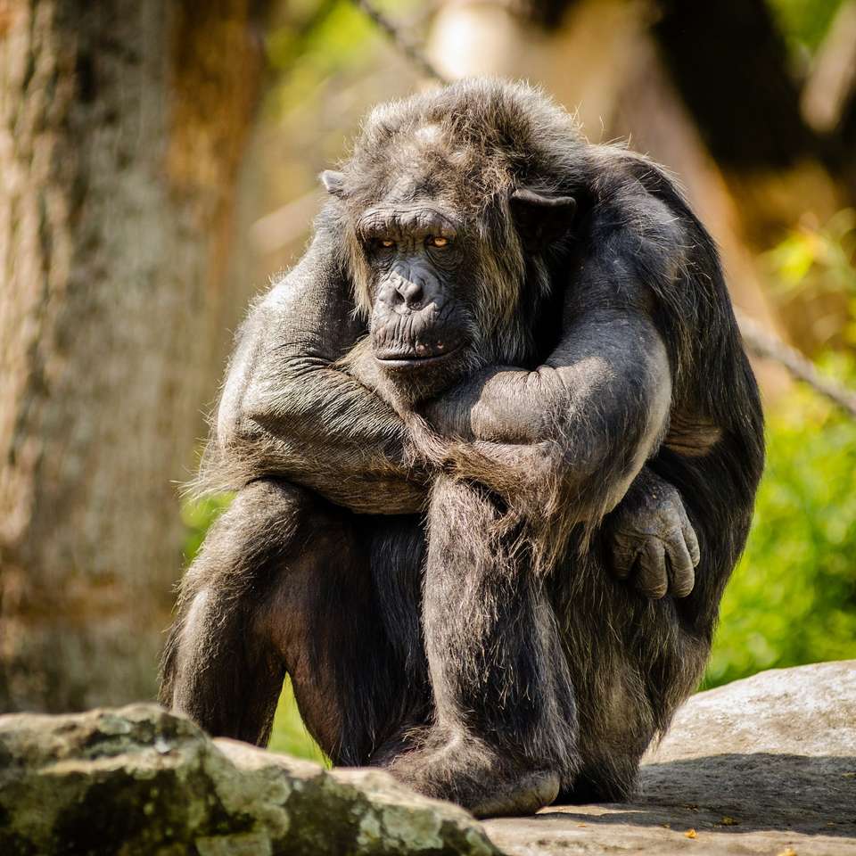 Schimpansen erweichen Online-Puzzle