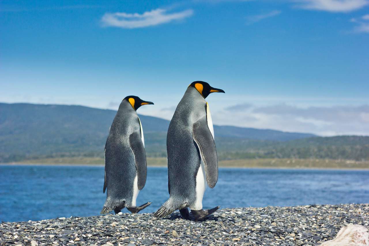 Dos pingüinos rey de pie cerca del mar. rompecabezas en línea