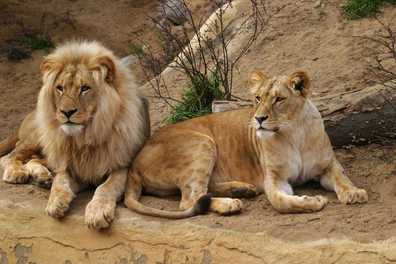Angola oroszlán, Panthera leo bleyenbergi online puzzle