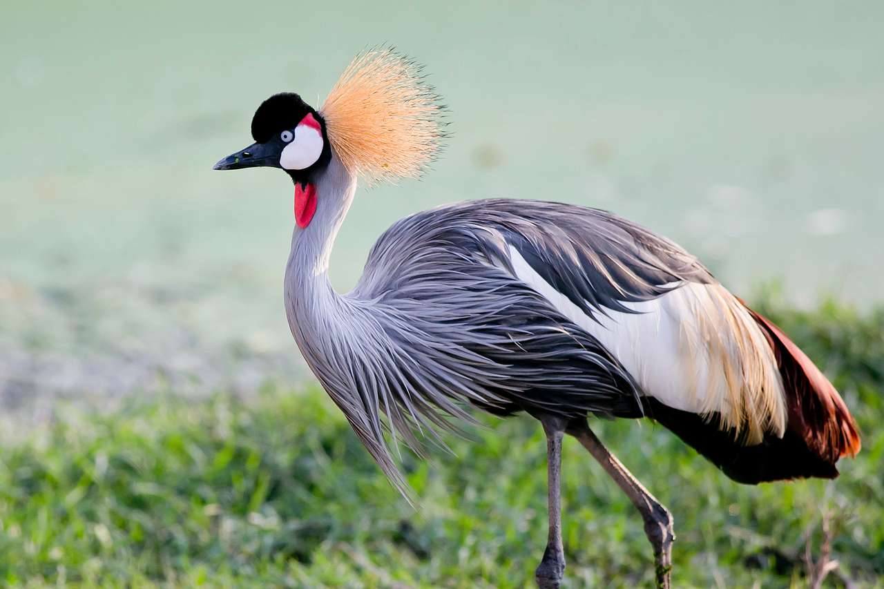 Grey Crowned Crane bird in rainforest online puzzle