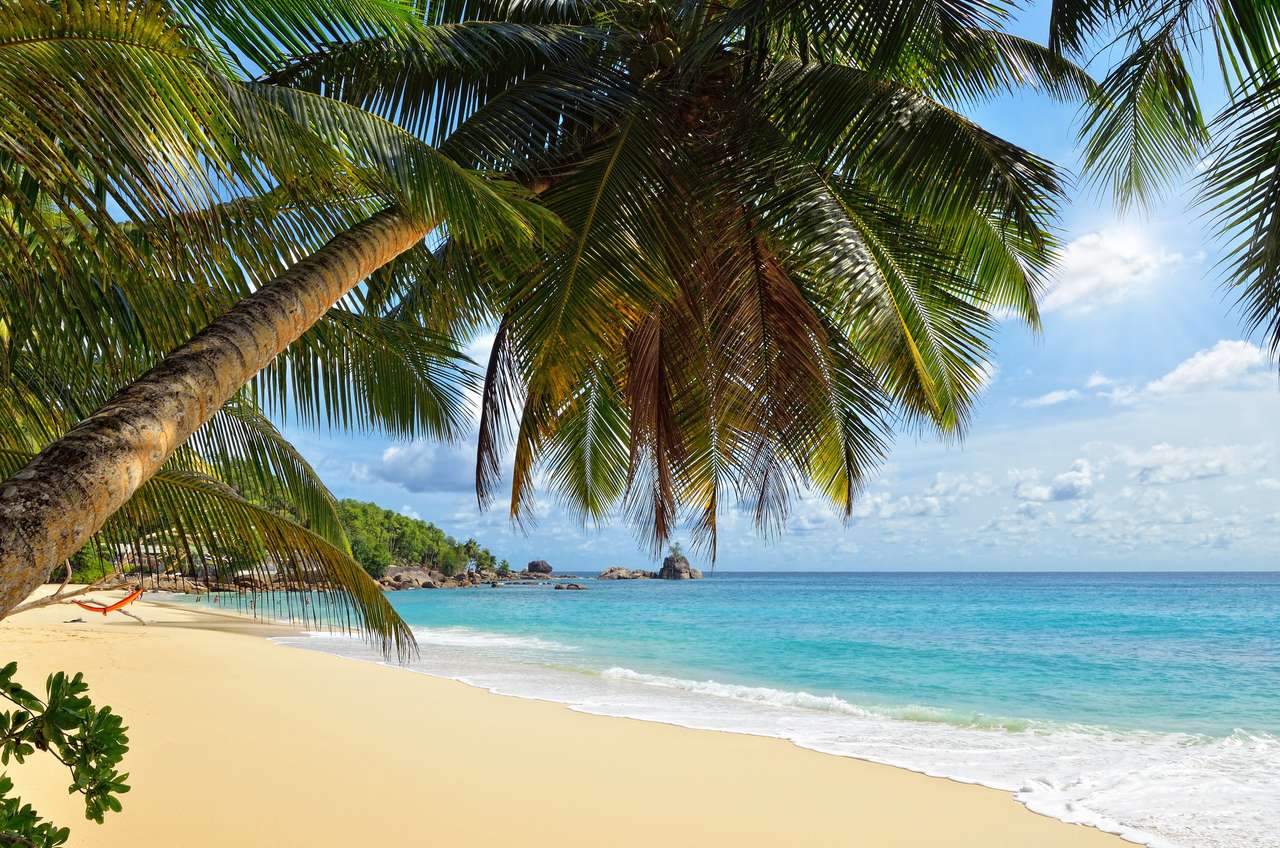 Eine Palme auf den Seychellen-Inseln Puzzlespiel online