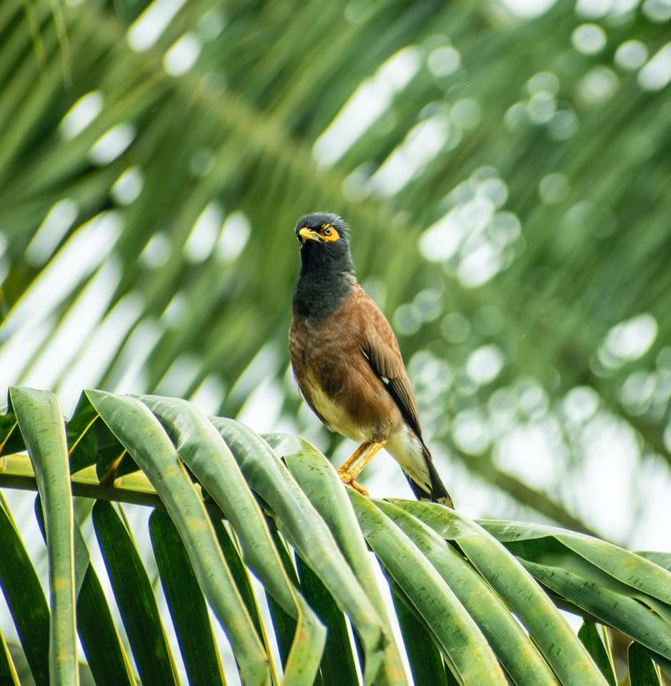 καφέ και μαύρο πουλί στο κλαδί δέντρου κατά τη διάρκεια της ημέρας παζλ online