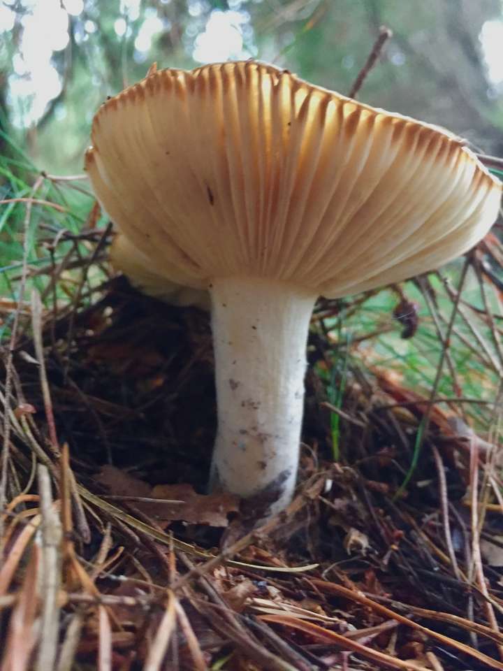 nog een paddenstoel - echt heerlijk? legpuzzel online