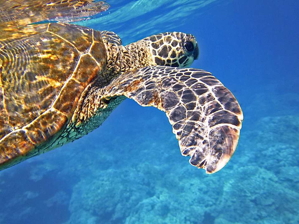 Морская черепаха пазл онлайн