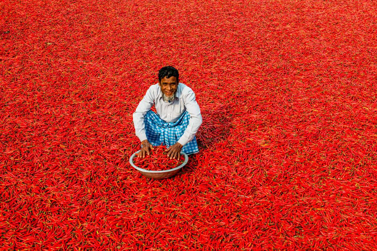 working to dry the red chillies online puzzle