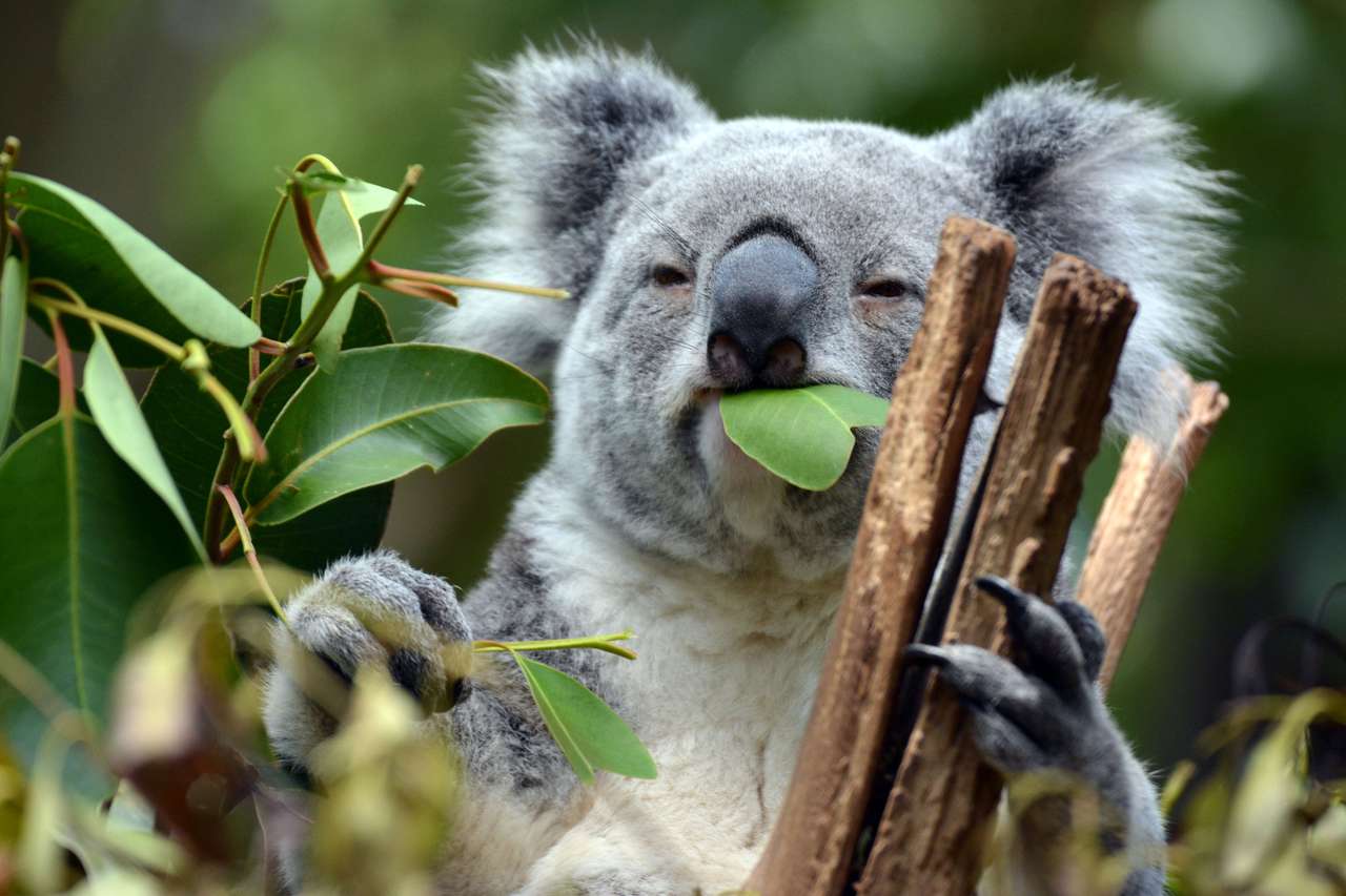 Коалы в заповеднике коал одинокой сосны в Брисбене, Австралия пазл онлайн