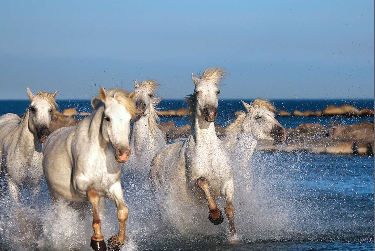 бегущие лошади онлайн-пазл