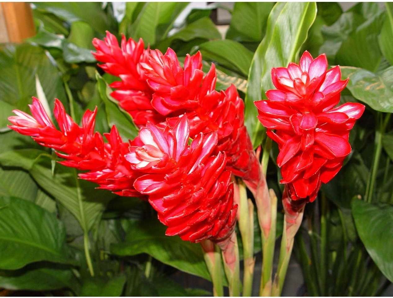 κόκκινα λουλούδια παζλ online