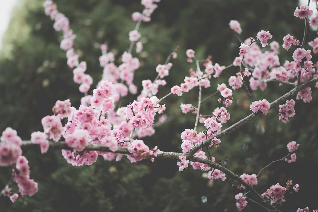 rózsaszín virágú fák online puzzle
