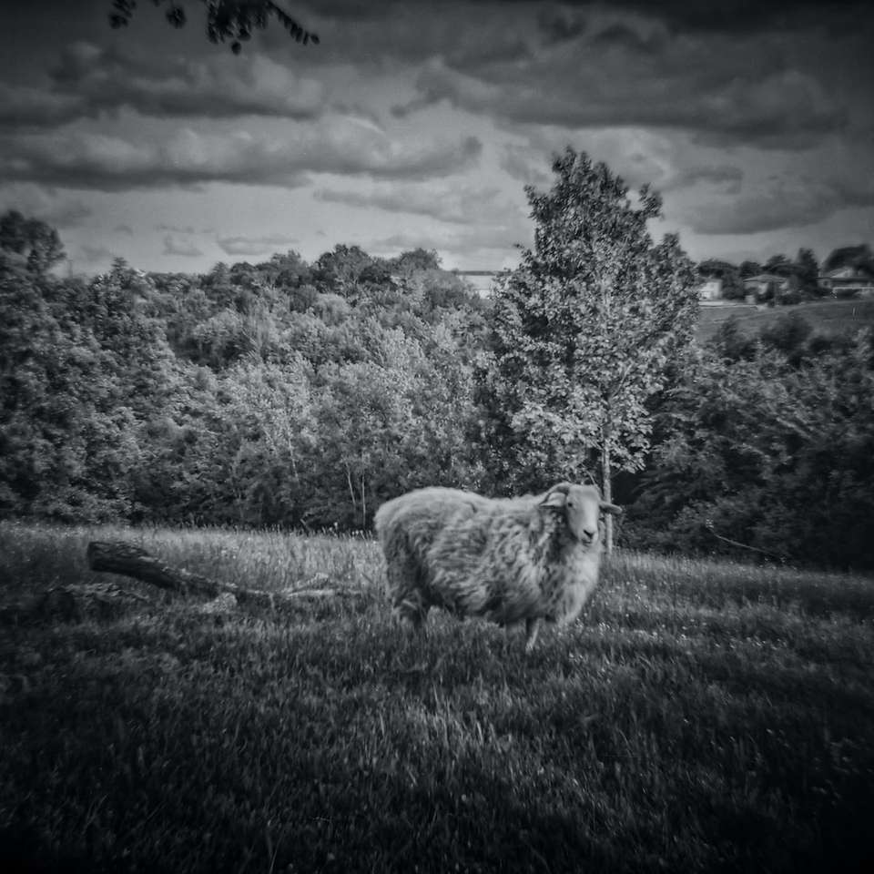 foto i gråskala av får på ett gräsfält Pussel online