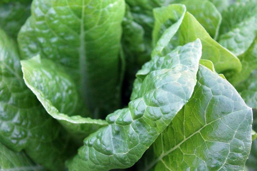 közeli fotó zöld salátáról online puzzle
