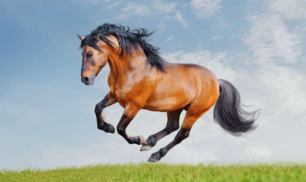 άλογο λουζιτάνο online παζλ