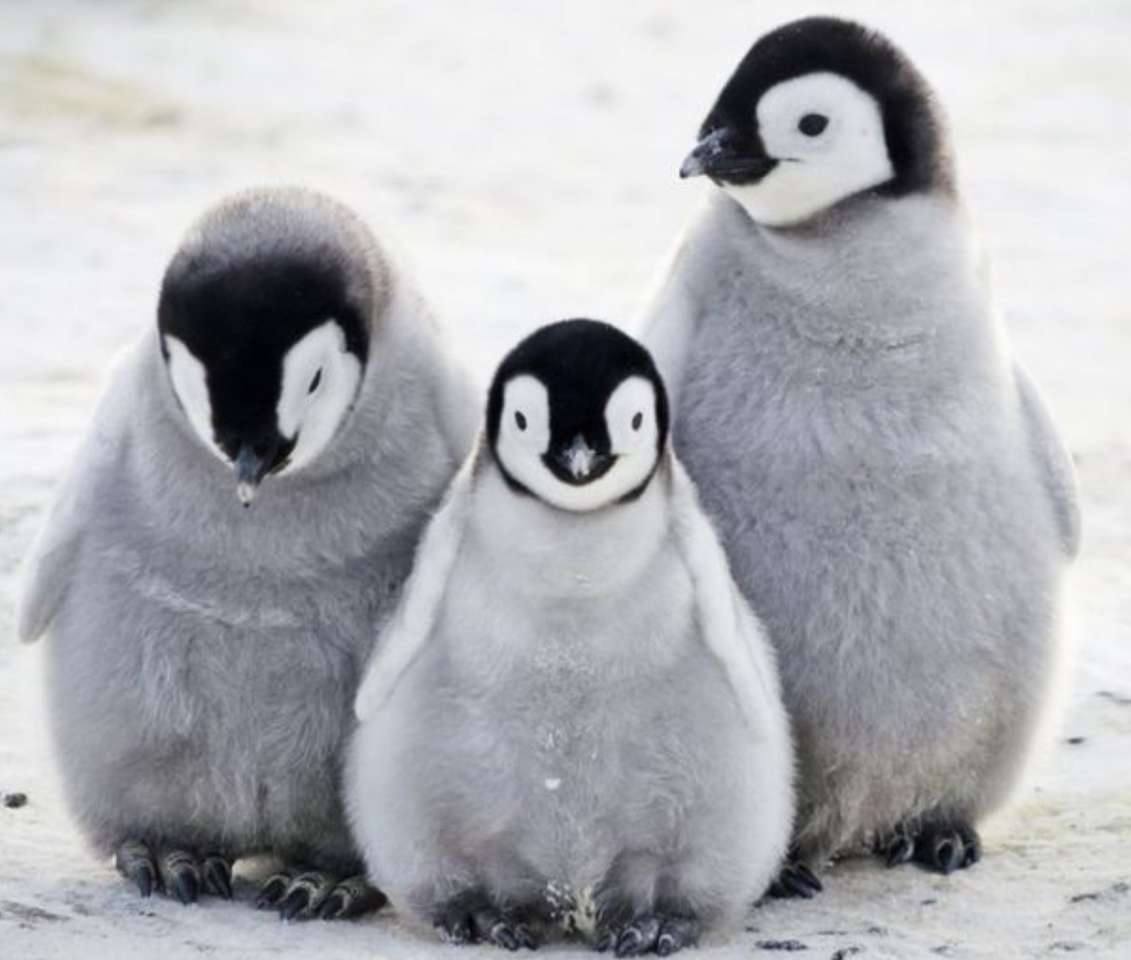 Tre cuccioli di pinguino puzzle online