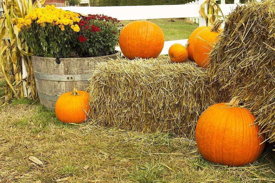 Pumpkin harvest in the fall online puzzle