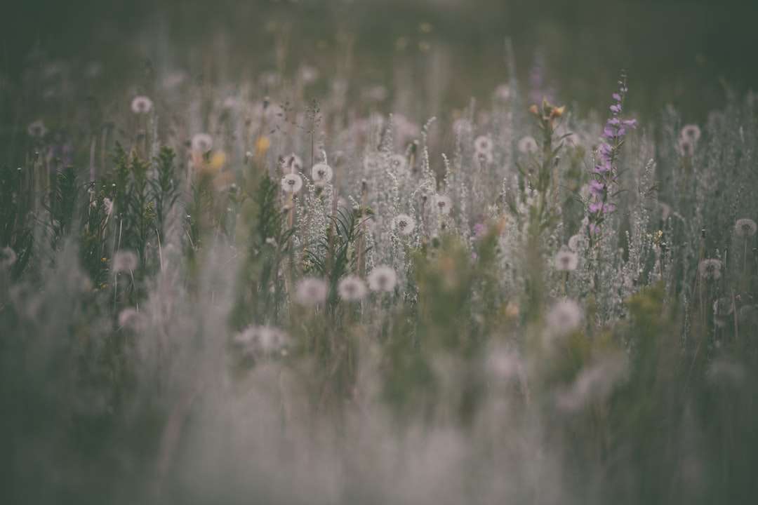 selectieve focusfotografie van witte bloemblaadjes legpuzzel online