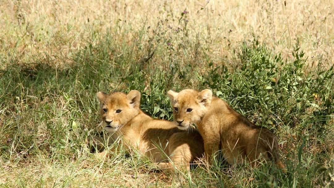 Dos cachorros de león marrón sobre pastos rompecabezas en línea