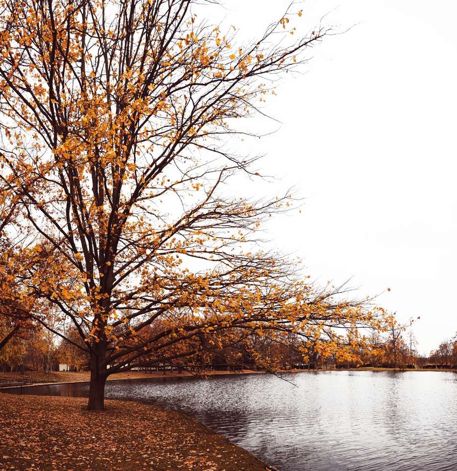 alberi marroni accanto al fiume sotto il cielo bianco durante il giorno puzzle online