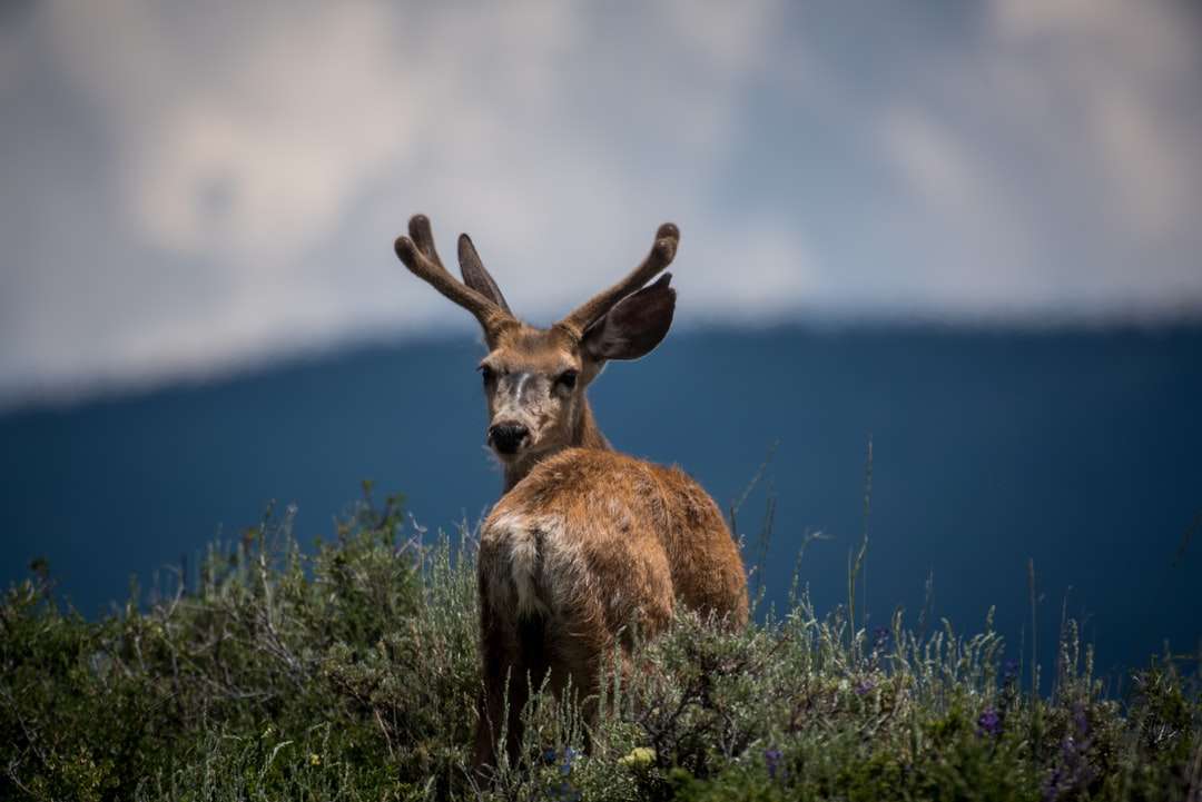 fotografování jelenů a rostlin s mělkým ohniskem online puzzle