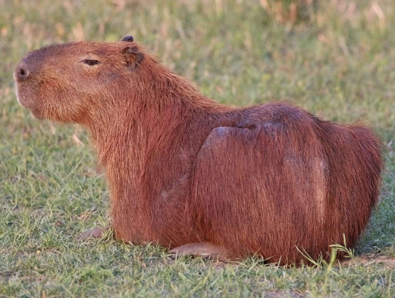 Das Capybara Puzzlespiel online