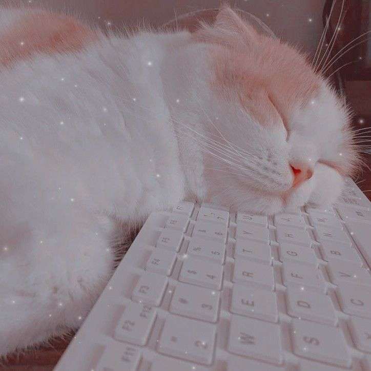 roztomilá kočka online puzzle