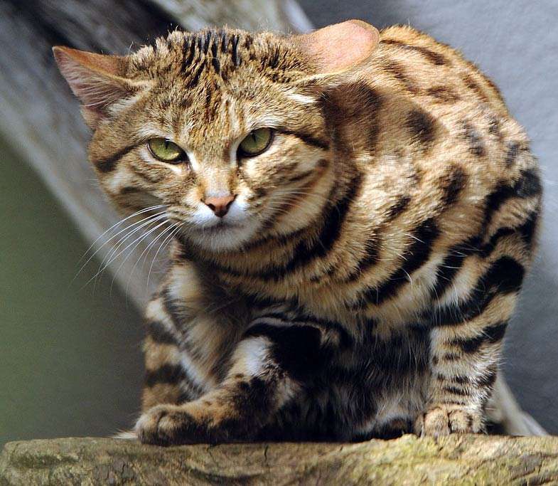 Black-footed cat online puzzle