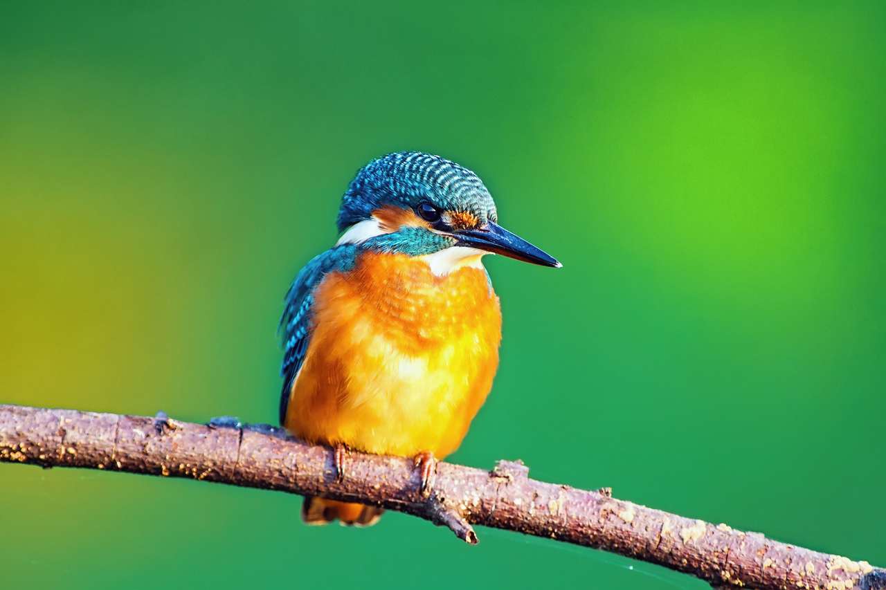 Kingfisher guardare per la preda, seduto su un ramo puzzle online