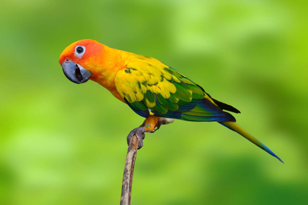 Красивая птица Sun Conure пазл онлайн