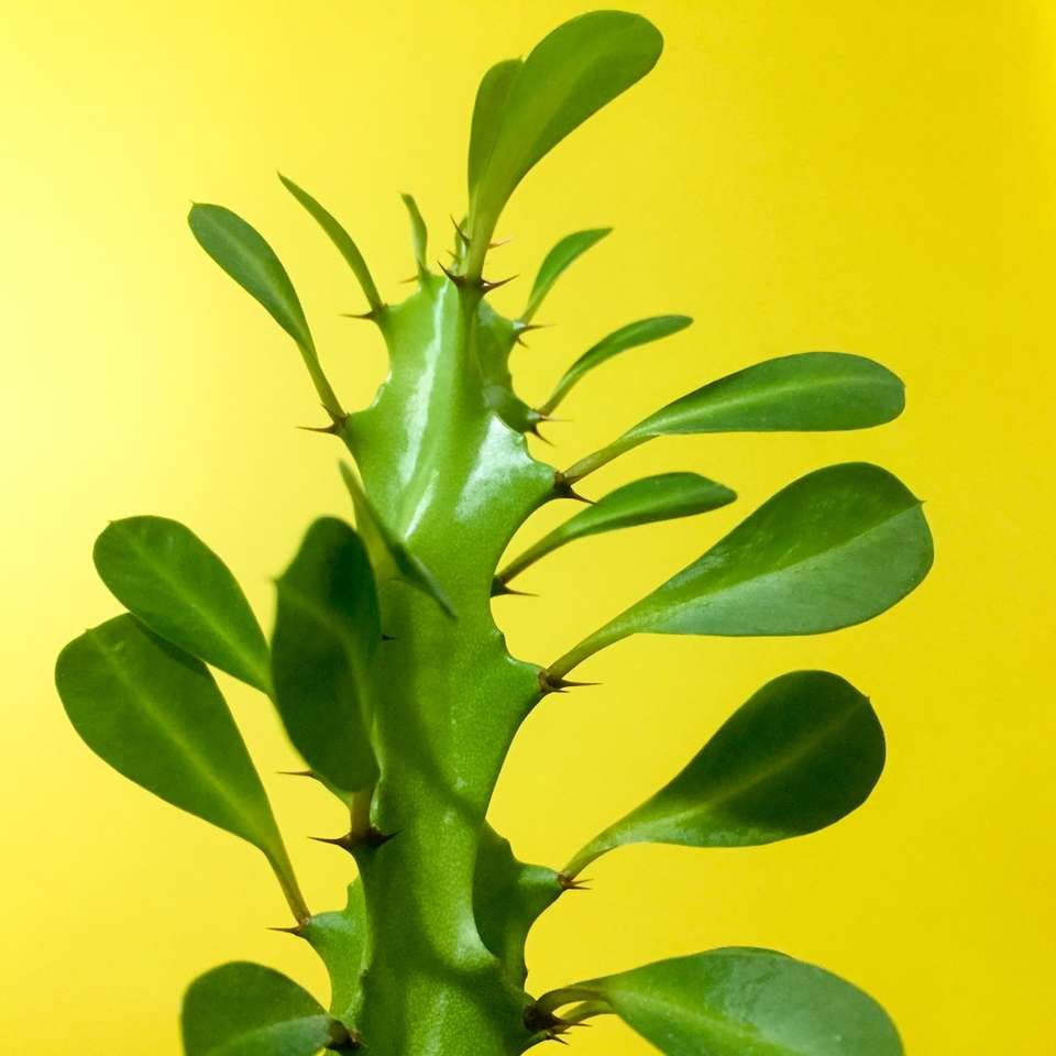 zöld növény online puzzle
