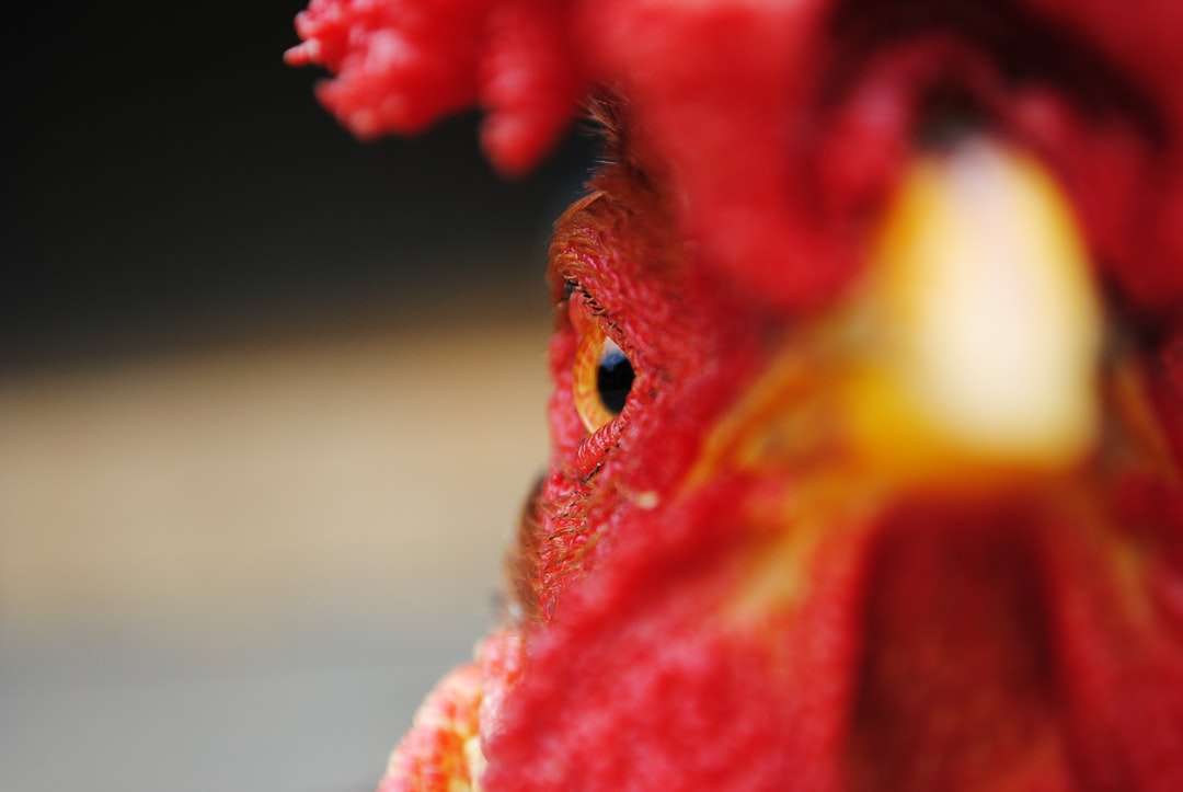 Closeup of an angry rooster's face jigsaw puzzle online