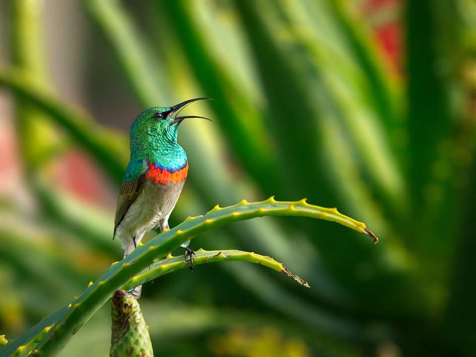 Een kleurrijk vogeltje legpuzzel online