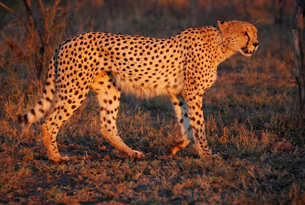 Gepard s hřívou skládačky online