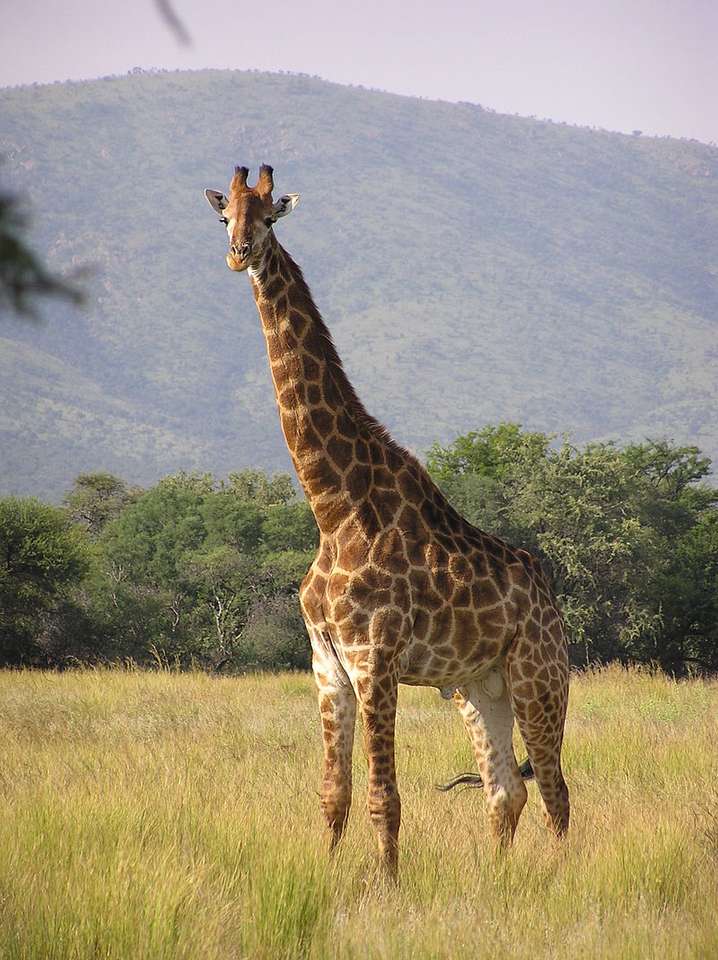 Žirafa savanová skládačky online