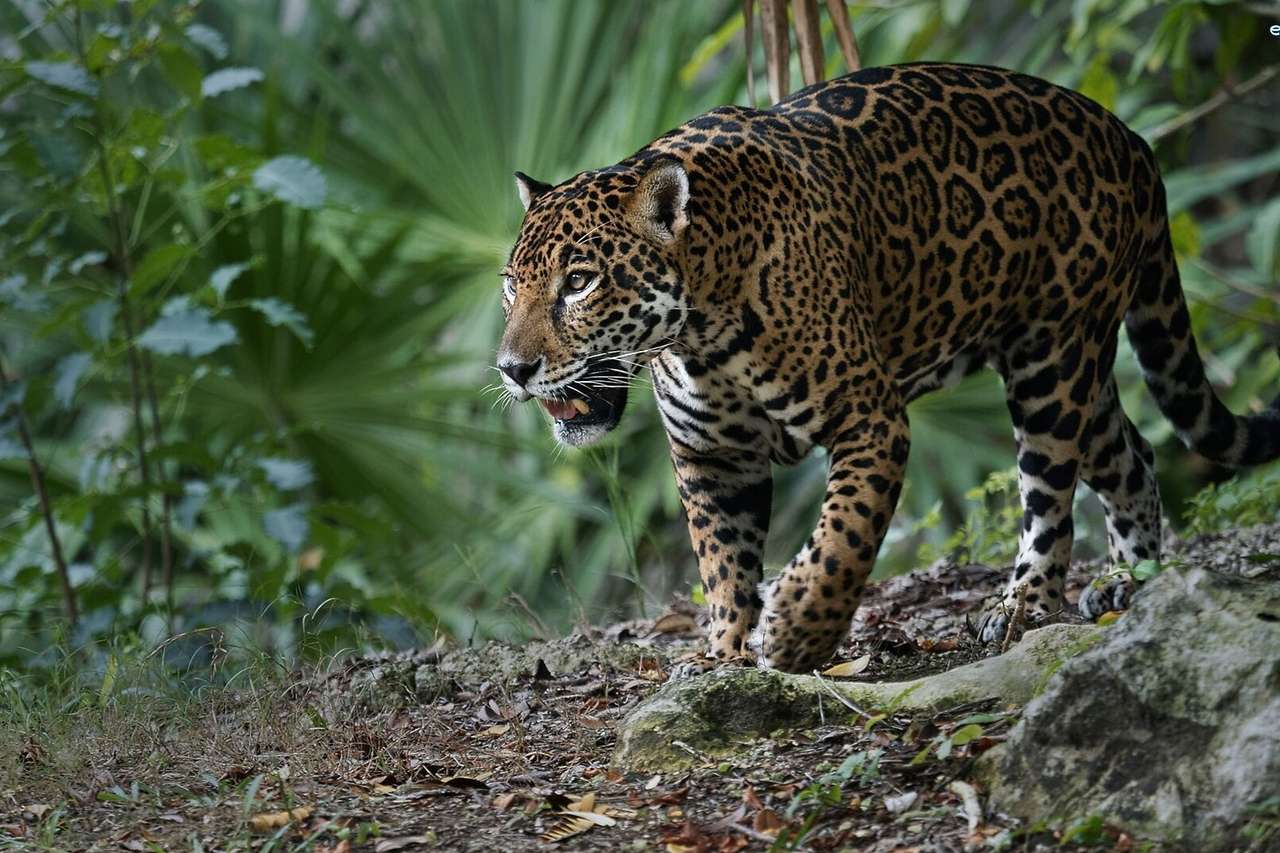Amerikansk jaguar Pussel online