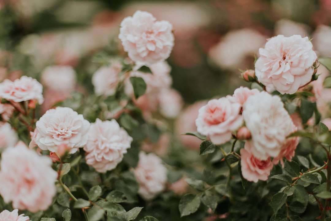 фотография с плитък фокус на розови рози онлайн пъзел